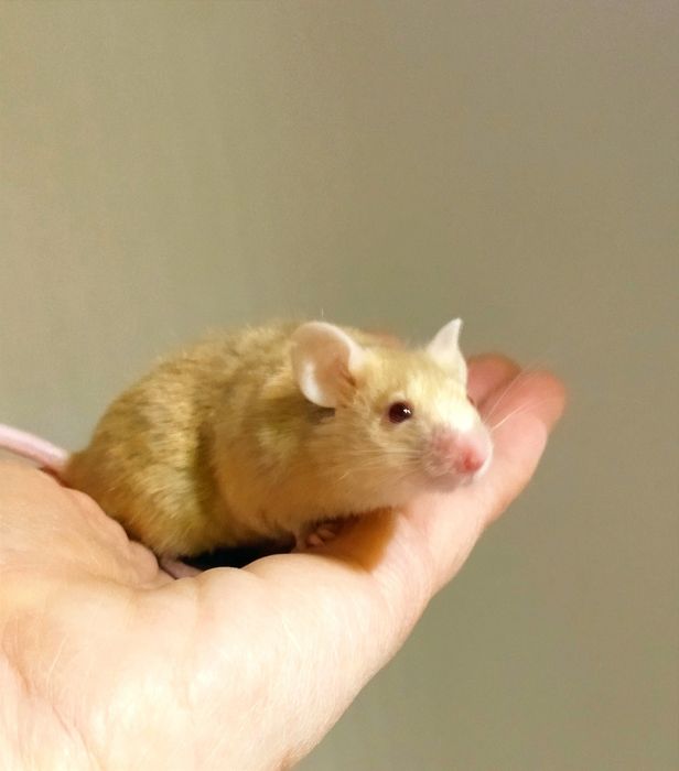 Миші, мишки, мишенята. Пухнасті та атласні. Декоративні мишки