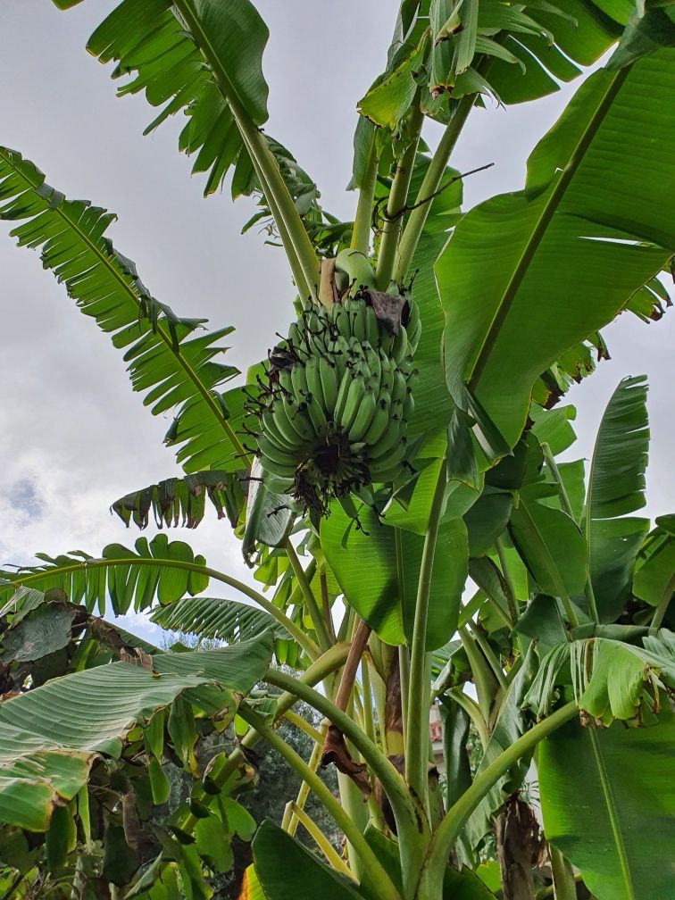 Bananeira com 2 metros de altura