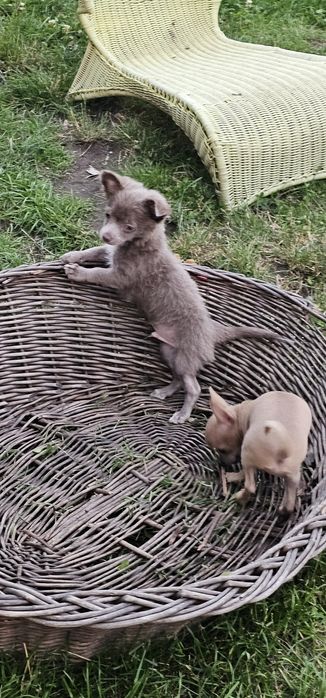 Chihuahua piesek gotowy do odbioru