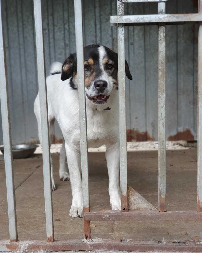 Przekochany, otwarty, absolutnie proludzki młodziak do adopcji!