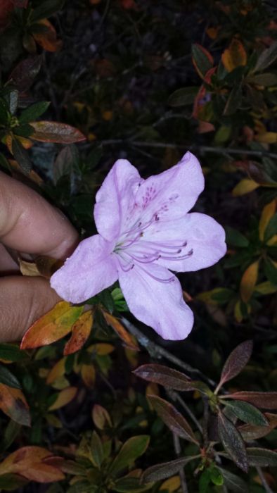 200 Azaleas