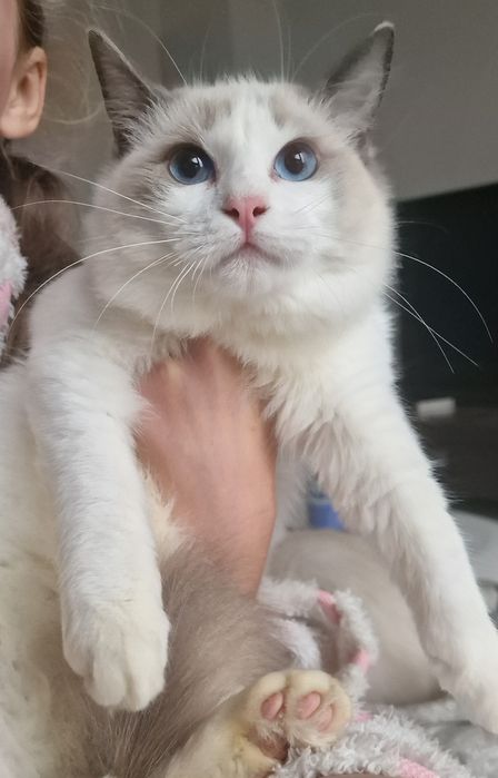 Kotka Ragdoll blue bicolor