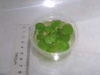 Limnobium gąbczaste(Limnobium spongia) 5 szt.