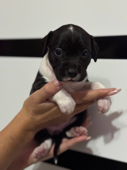 Стафордширский терьер (Амстаф) ( стафорд )