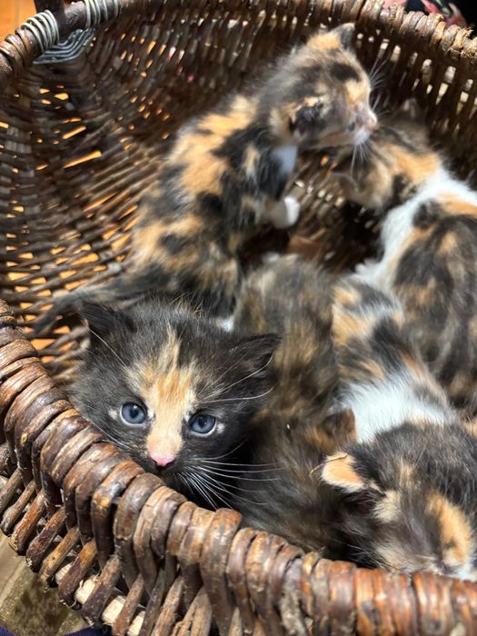 Kotki do adopcji za darmo