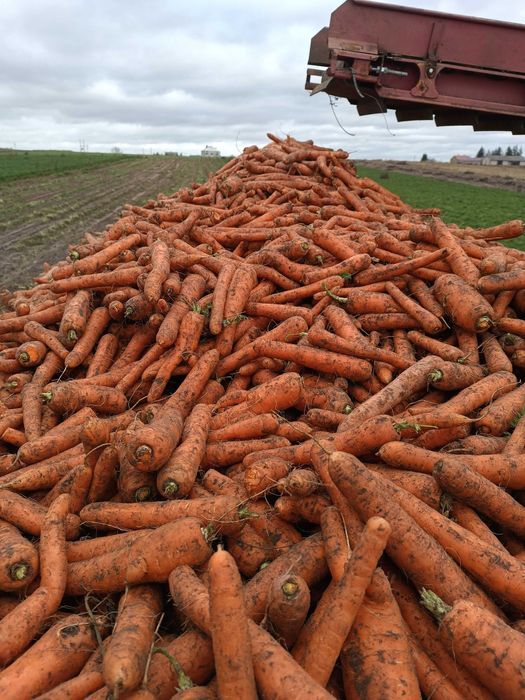 Marchew jadalna slodka