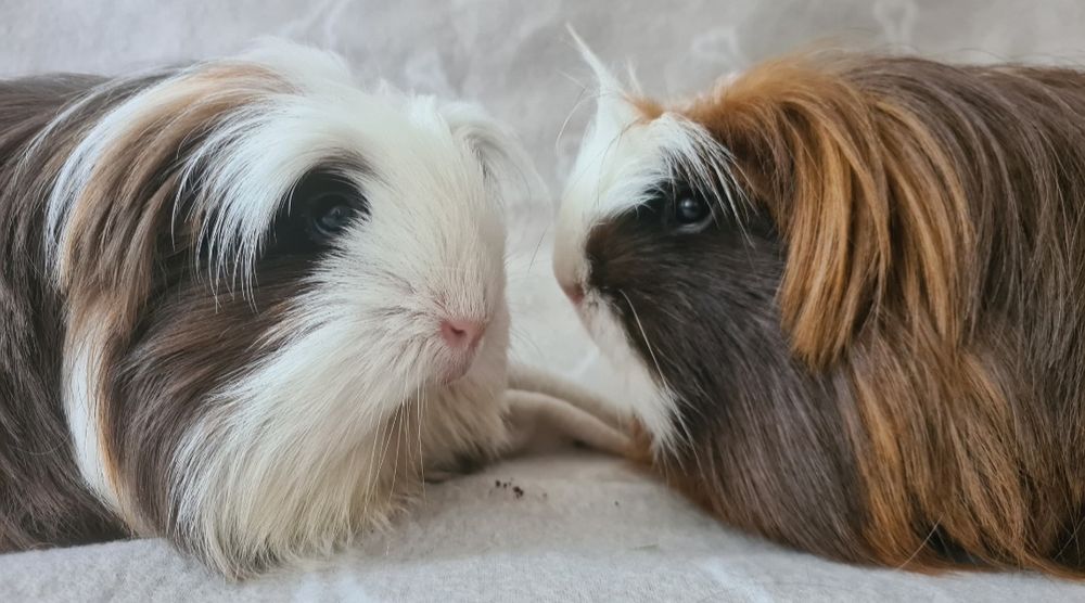 Świnki morskie,samiczki