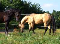 Stanówka krycie ogierem American Quarter Horse, AQH, APH, buckskin