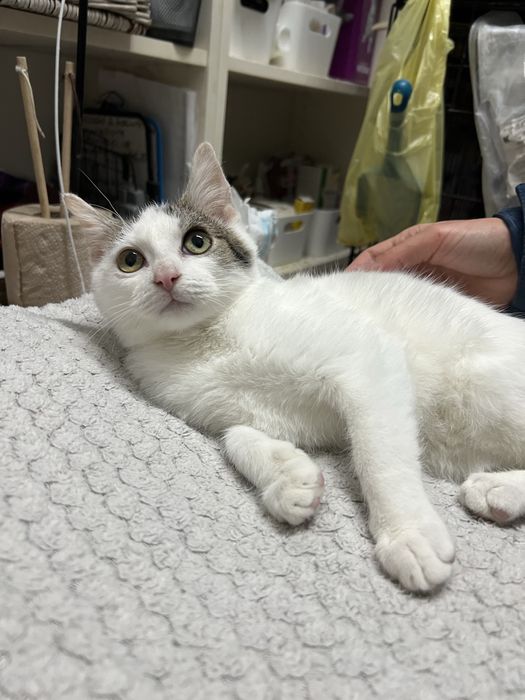 4 miesieczny kocurek Awokado