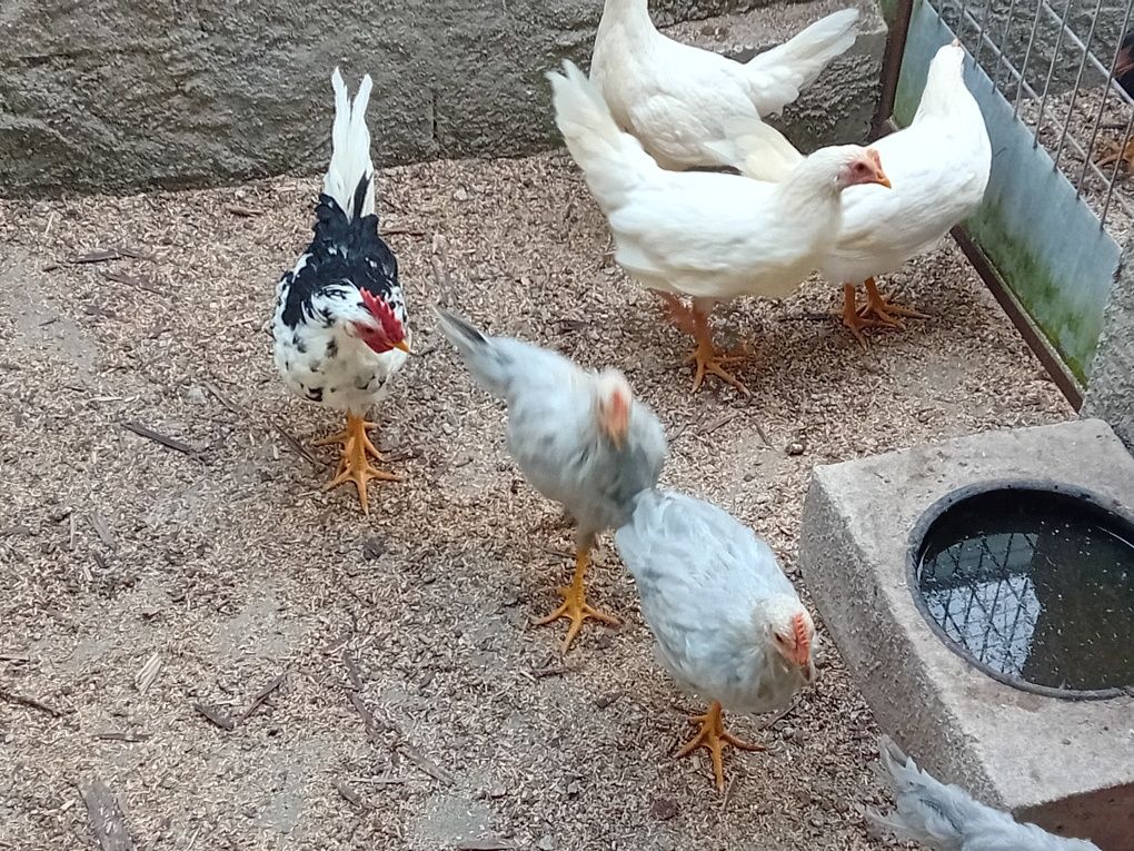 Leghorn isabella, exchequer