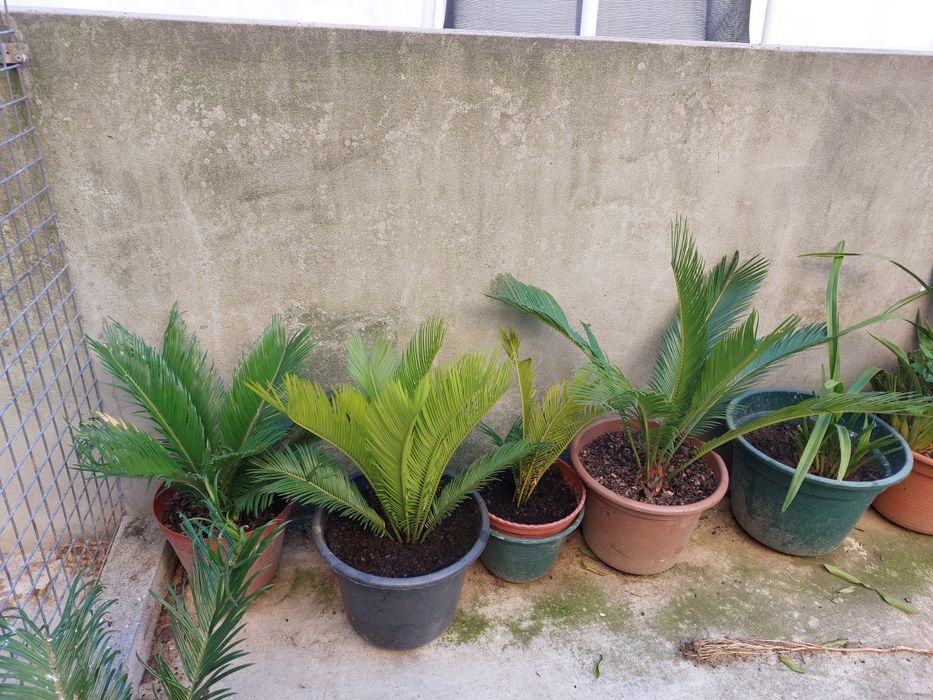 Plantas sicas para plantar