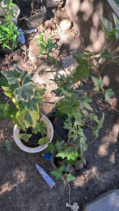 Плющ вуличний , осока