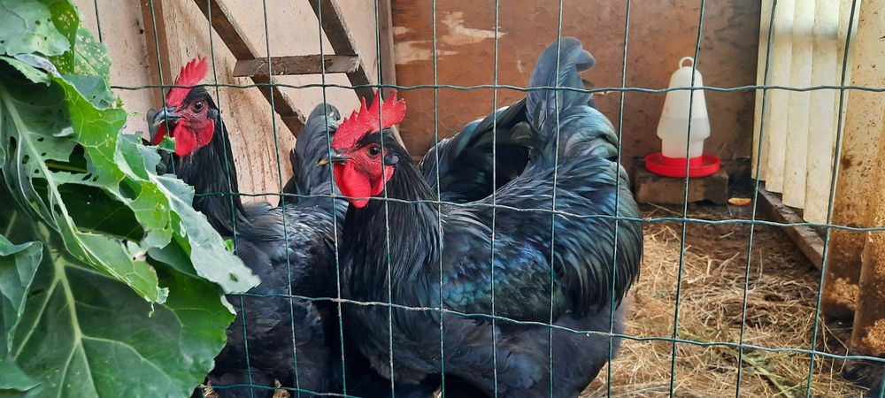 Galo Jersey Gigante  Negro