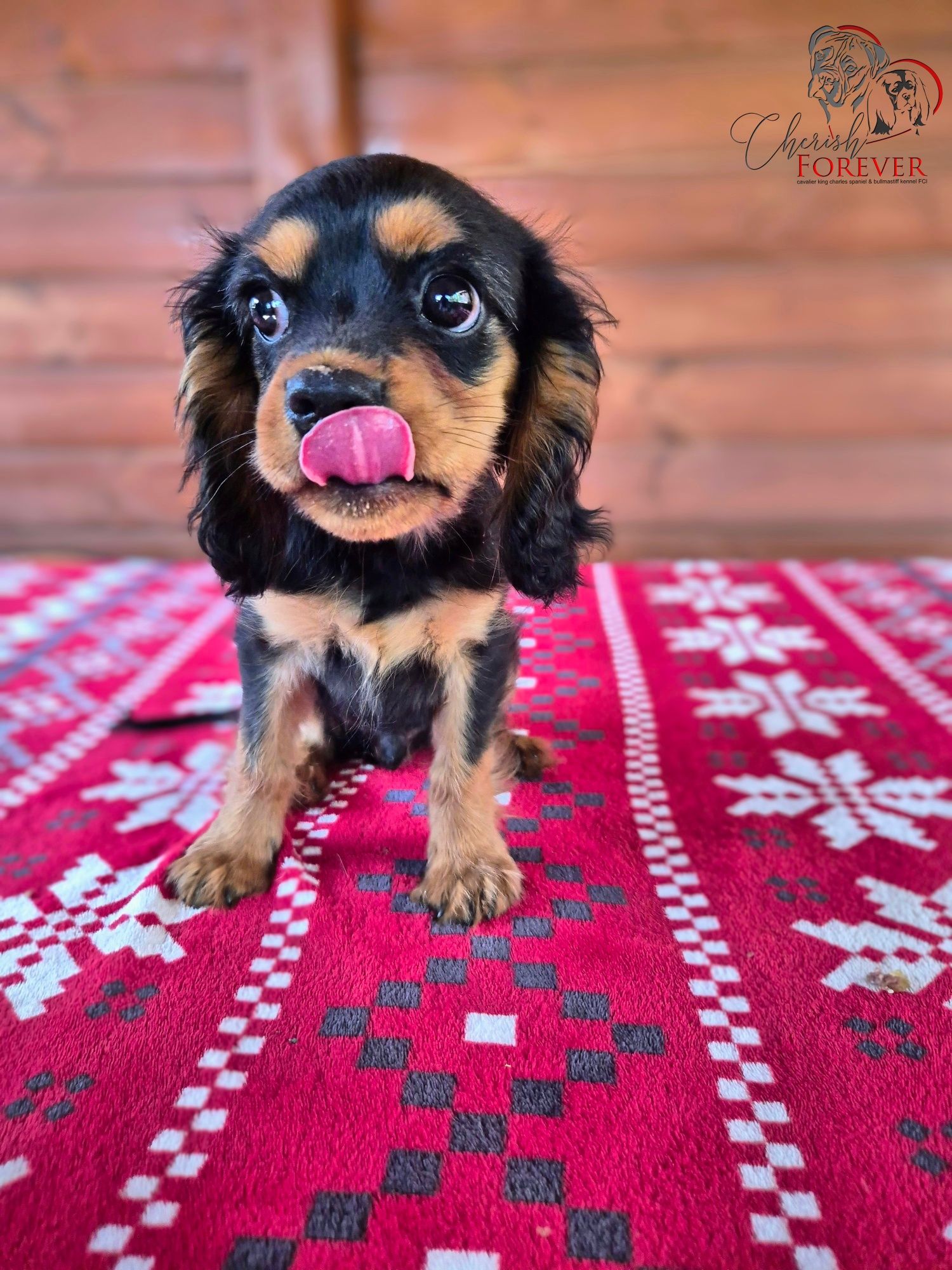 Szczenię Cavalier King Charles Spaniel