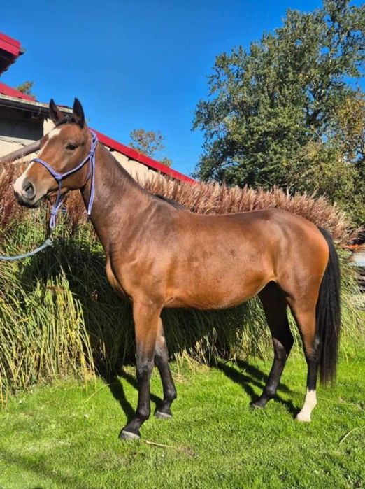 Klacz ur. marzec 2023