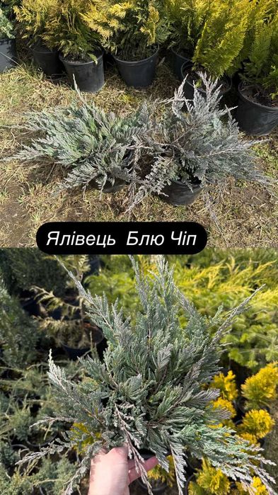Ялівець грунтопокривний!