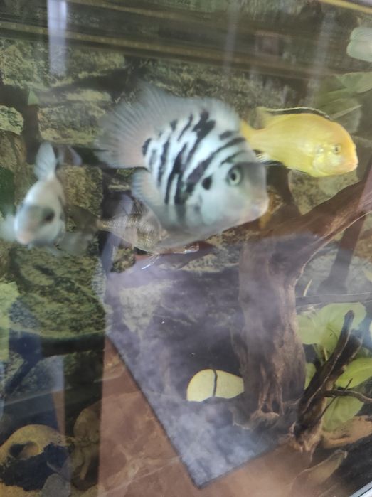 Crias de peixe papagaio blue saphira