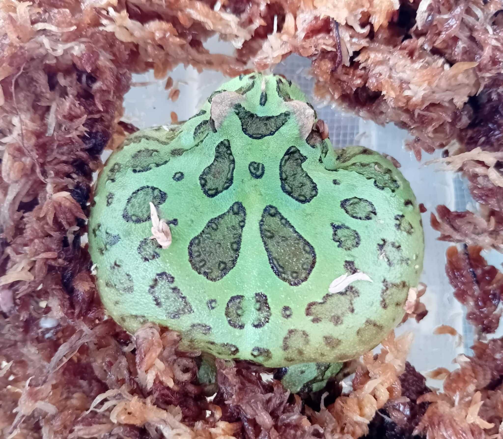 Żaba rogata (Ceratophrys sp) cz2