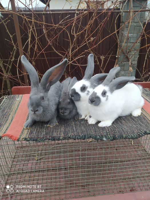 Кролики породи НСВ