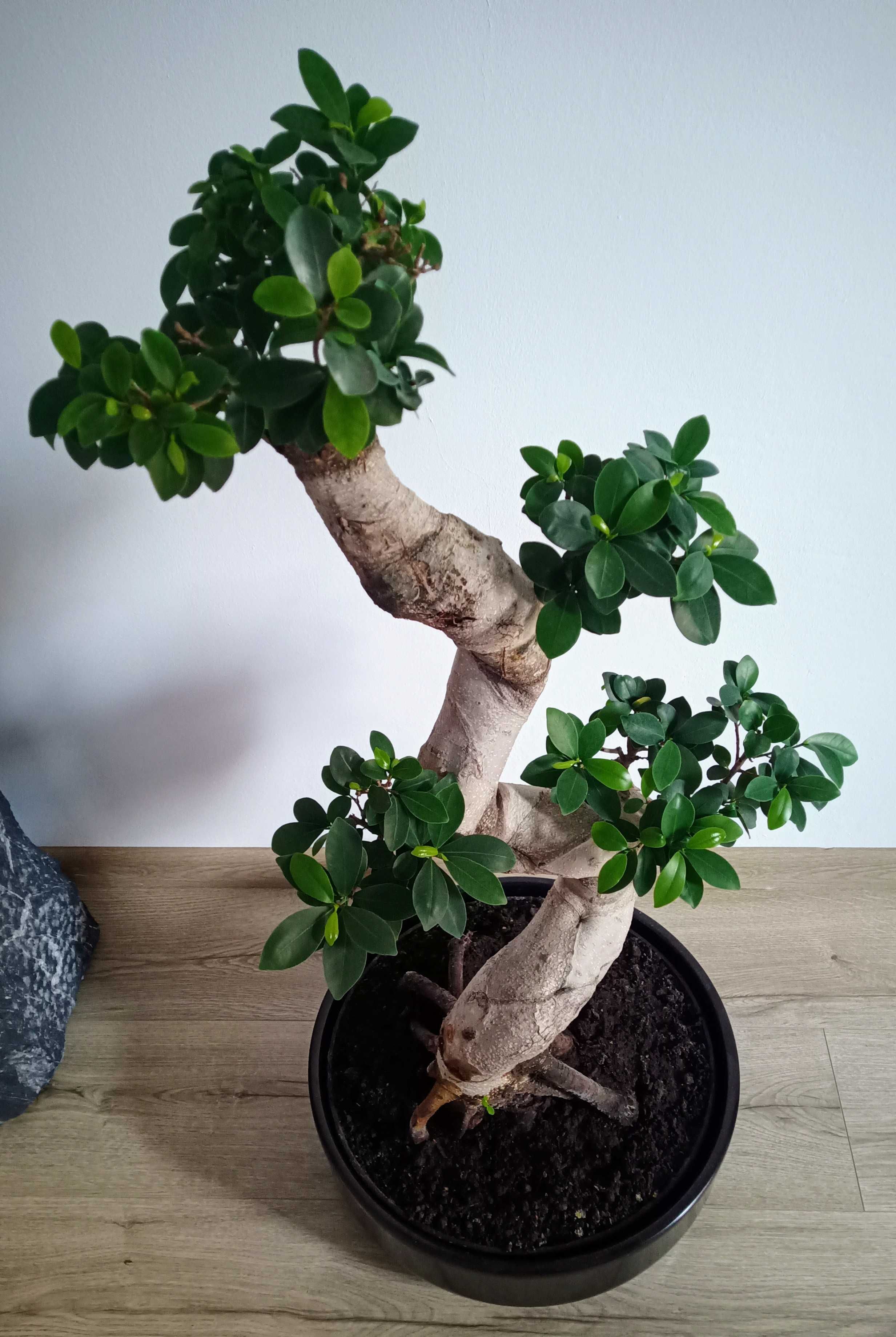 Fikus bonsai 95cm