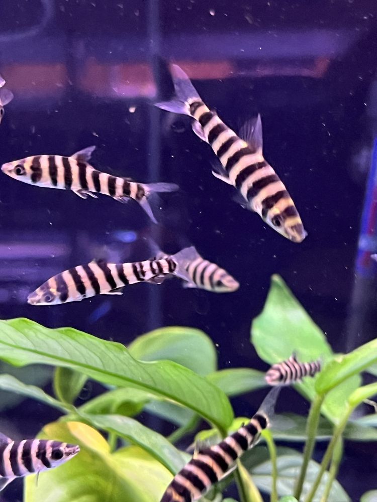 Poziomnik pręgowany (leporinus faciatus) MASSON