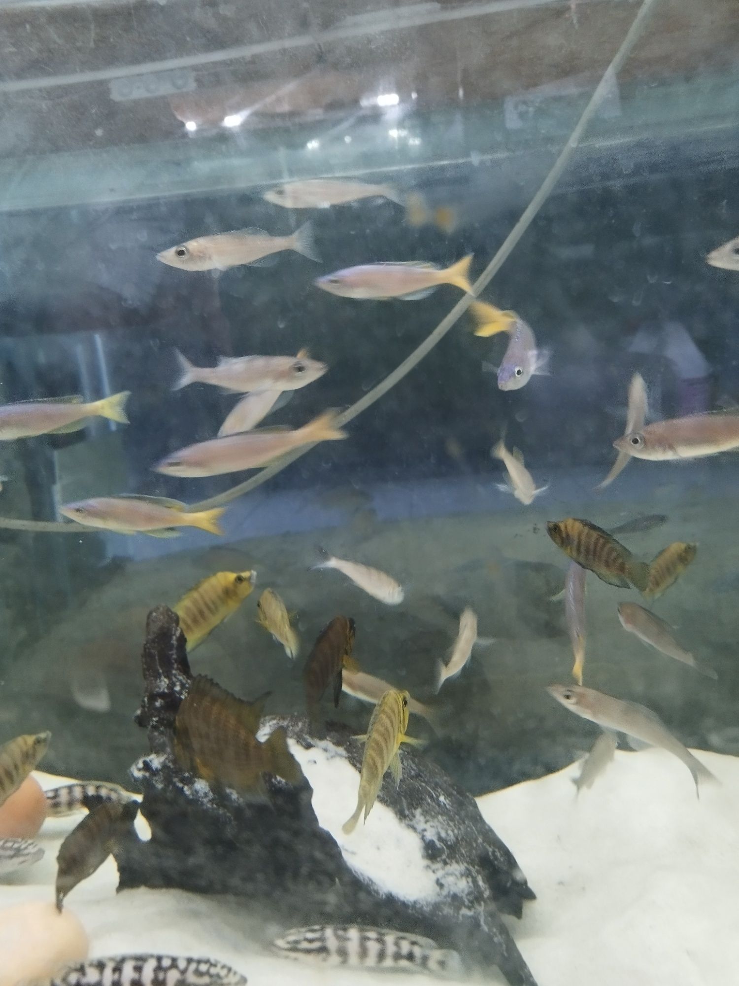 Cyprichromis sp. Leptosoma Utinta tanganika