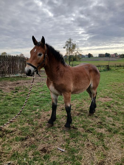 Ogierek księga główna likwidacja