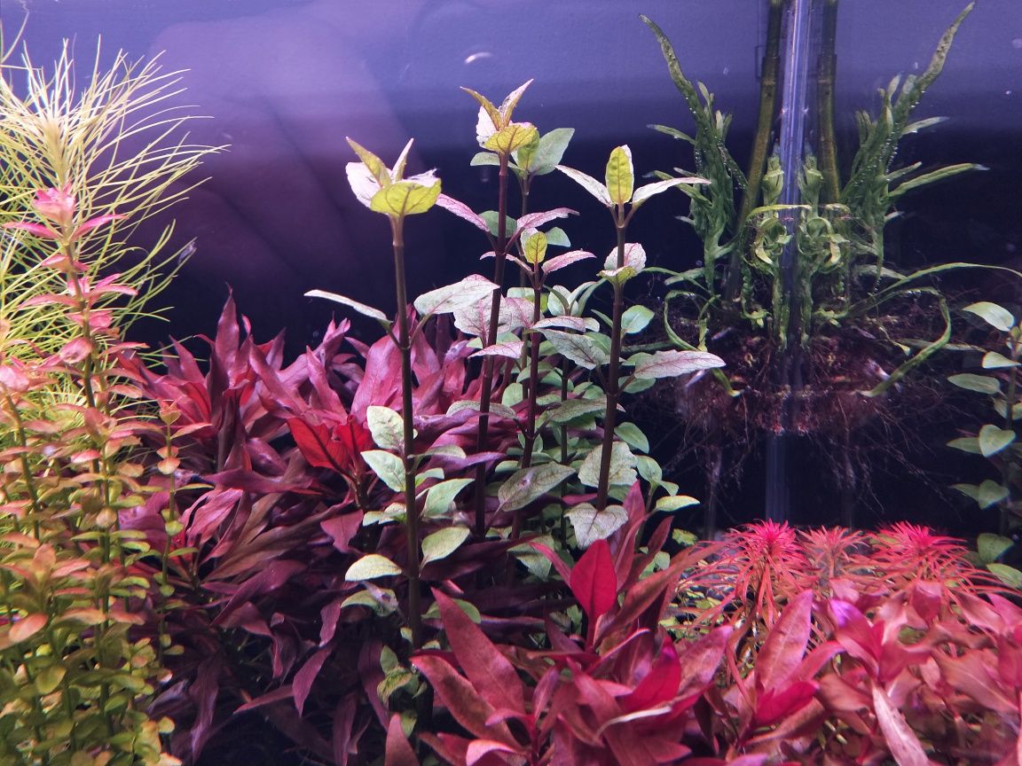 Acmella repens..