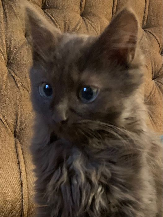 Гарні кошенята в добрі руки