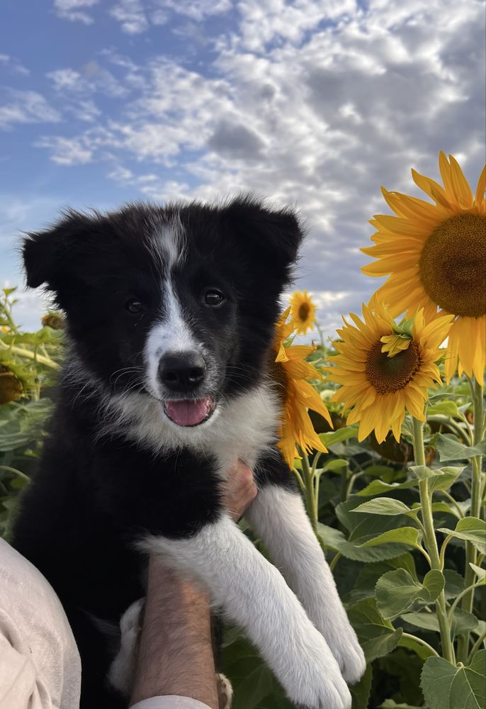Cudowny samiec Border Collie linia show FCI ZKwP