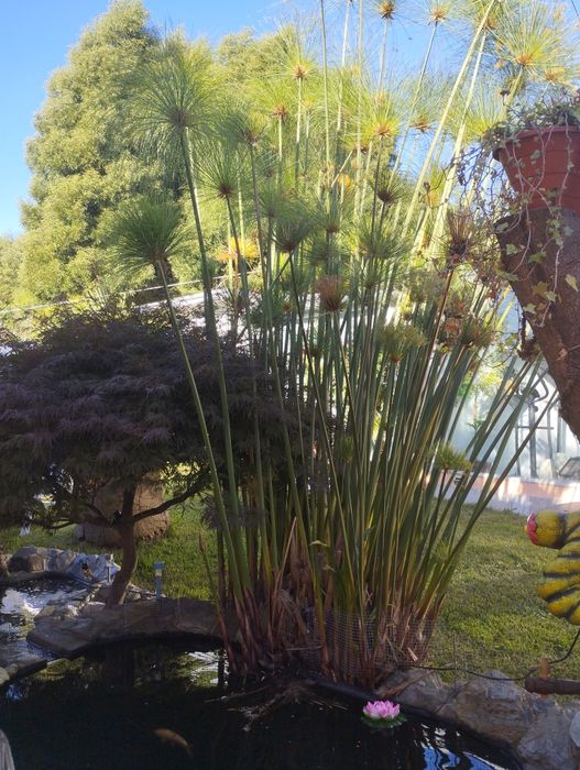 Papiros para jardim ou lago