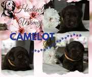 Labrador retriever ZKwP - czekoladowy piesek