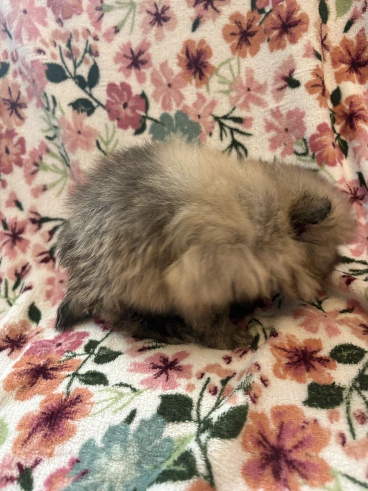 Pomeranian XXS miniaturka piesek do odbioru