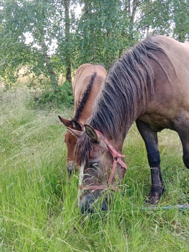 Sprzedam klacz zimnokrwistą ze źrebakiem