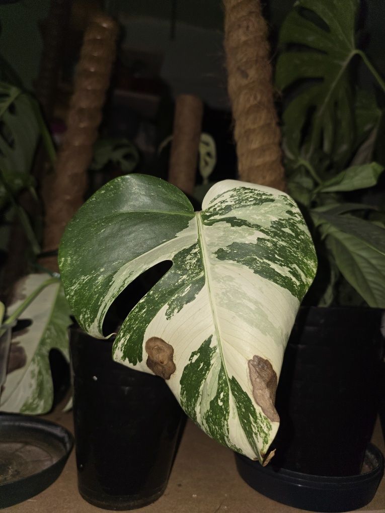 Monstera variegata