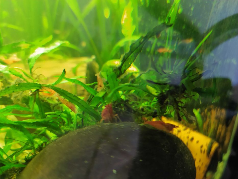Krewetki Red Cherry