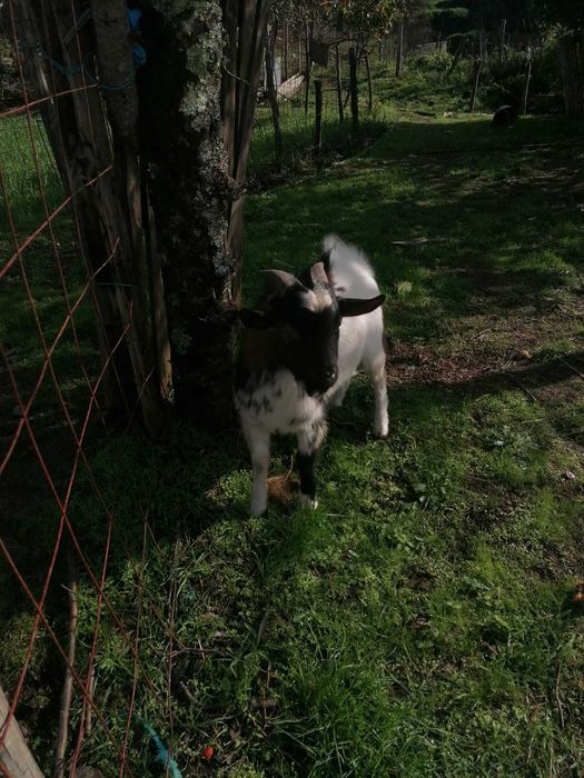 Cabrito Anão - com 9 meses
