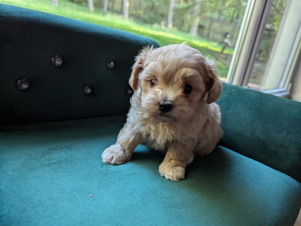 Maltipoo f1 xs na krótkich nóżkach