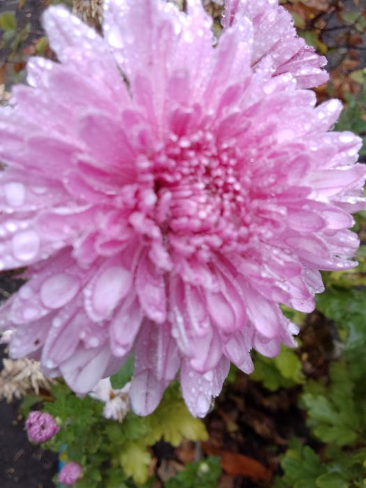 Хризантема веточная и мультифлора