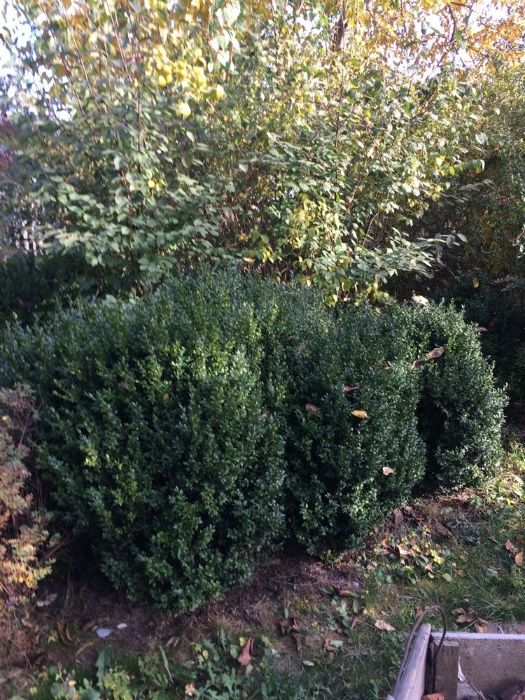 Самшит,висотою 50 см, 1,3 м -1,8 м