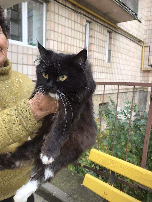 Муся в добрі руки