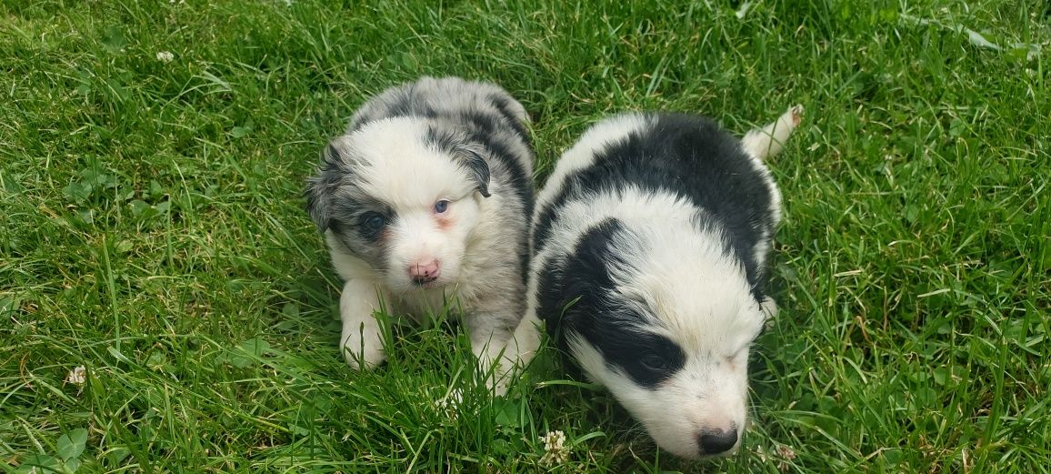 Border Collie szczeniak