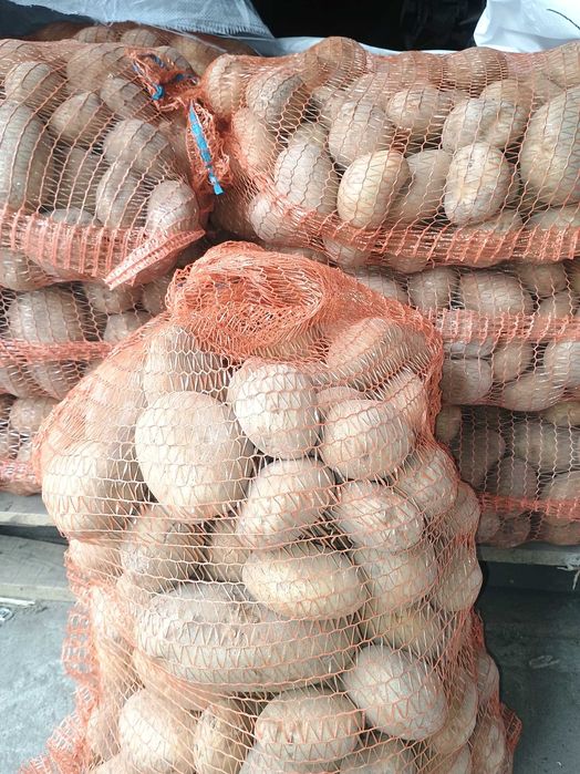 Ziemniaki odmiana Jurek