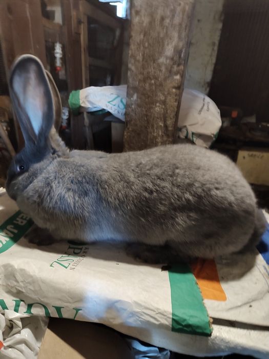 Olbrzym belgijski NIEBIESKI