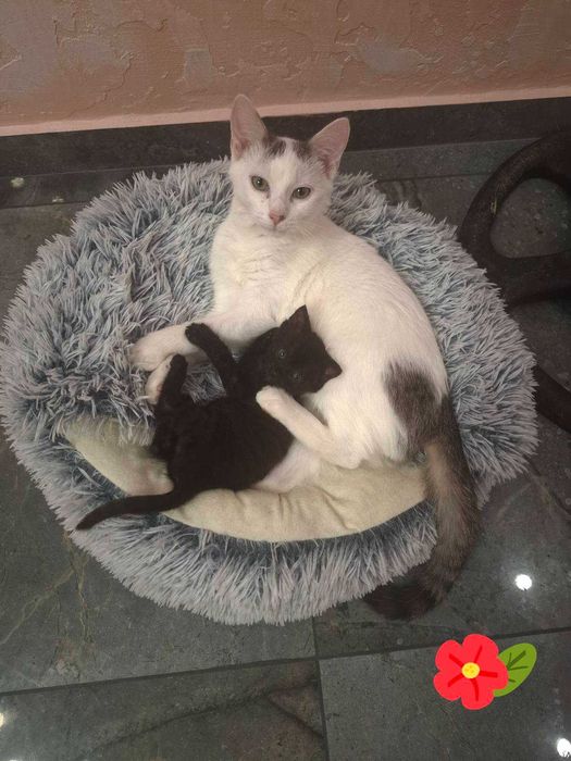 Кошенята шукають домівку (м. Львів, Львівська обл.)