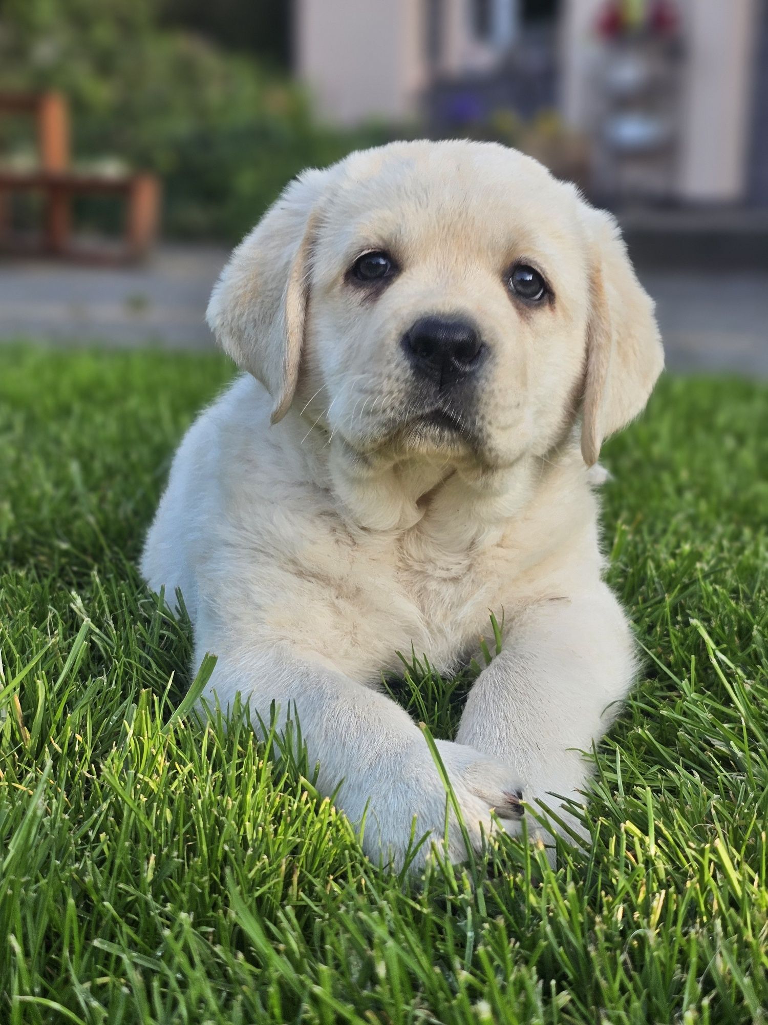 Labrador retriever pies