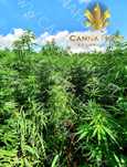 Herbata  susz konopny z kwiatostanów 100g BROWN STRONG 4% CBD CBG CBDA