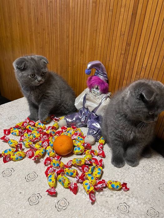 Котята британцы.