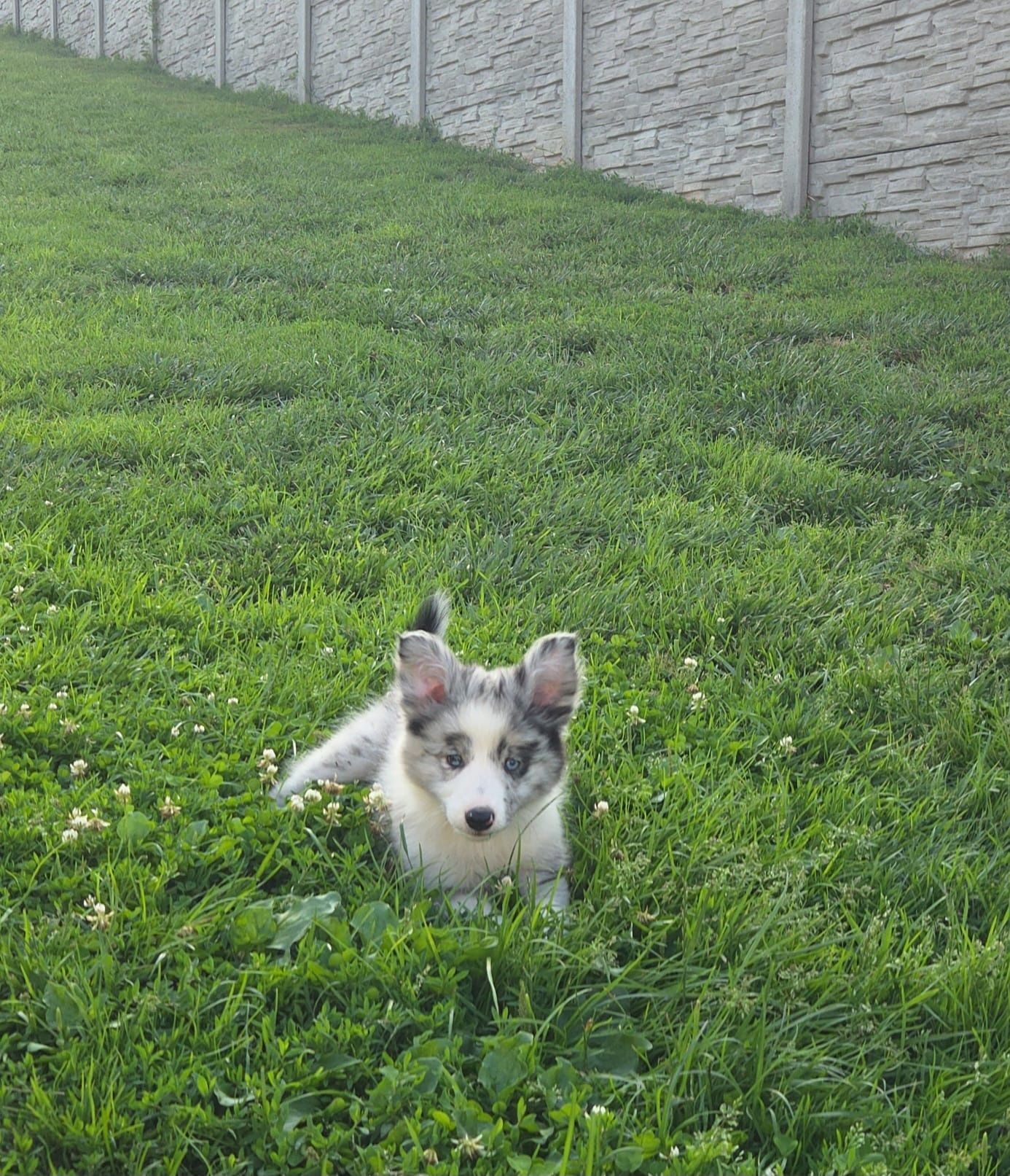 Border collie niebieskooki piesek blue-merle z metryką ZKwP