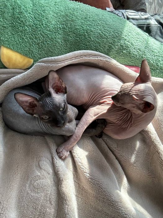 Кіт породи канадський сфінкс